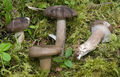Hygrophorus camarophyllus